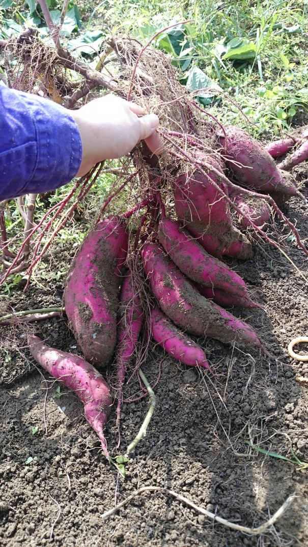 我が家の芋掘りと芋のつる まちゅらる 恵里杏