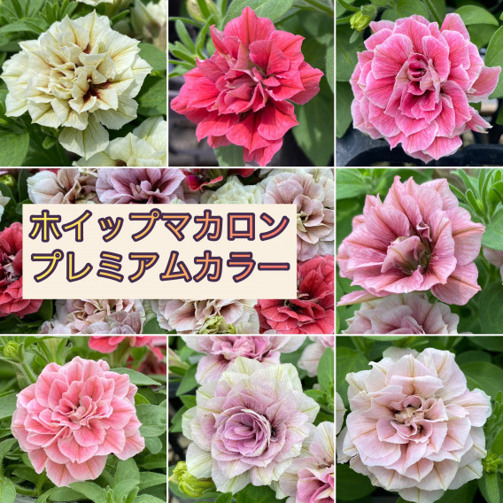 ペチュニア | 花日和オリジナル品種紹介