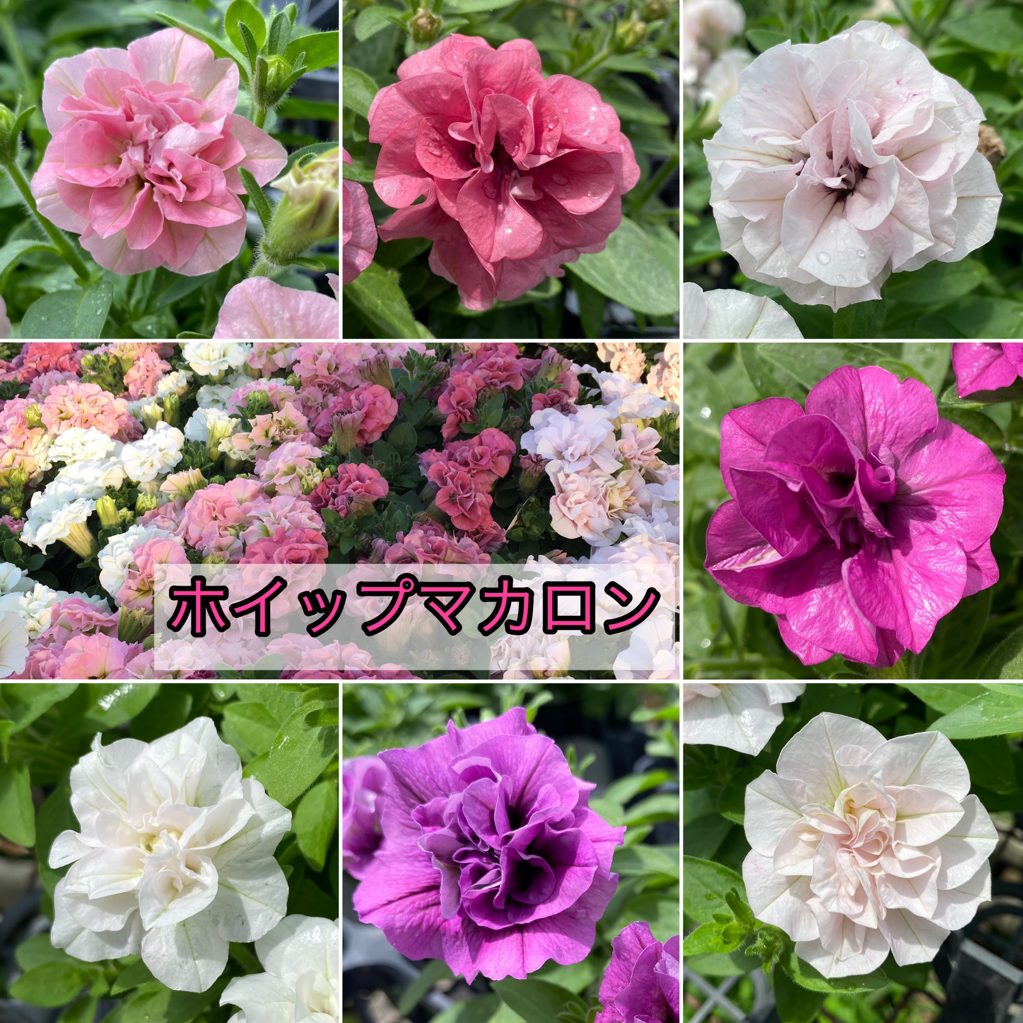 ペチュニア | 花日和オリジナル品種紹介