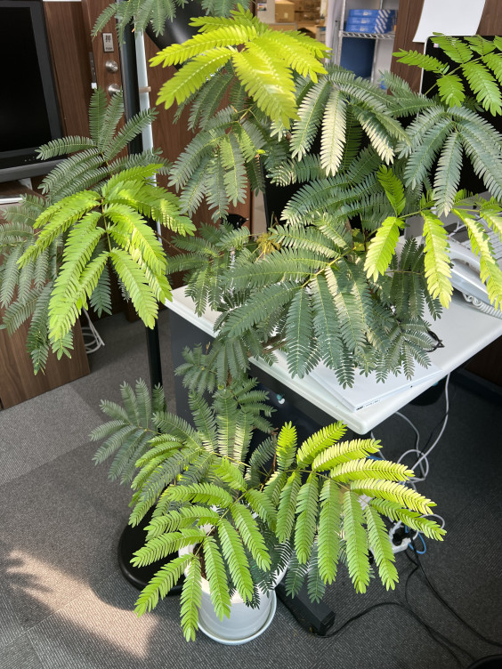 東京本社にある観葉植物たち イベントスタッフのk S Crew 東京本社にある観葉植物たち イベントスタッフのk S Crew