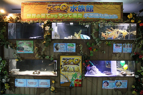 イッテq 水族館を見に八景島シーパラダイスへ行ってきました Nokapo S Ownd イッテq 水族館を見に八景島シーパラダイスへ行ってきました Nokapo S Ownd