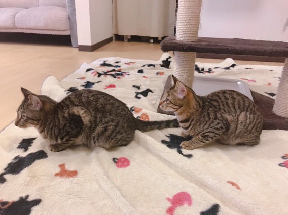 Staff 猫とお茶 S Home