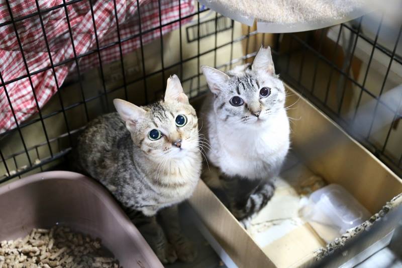 枚方多頭飼育崩壊第2現場