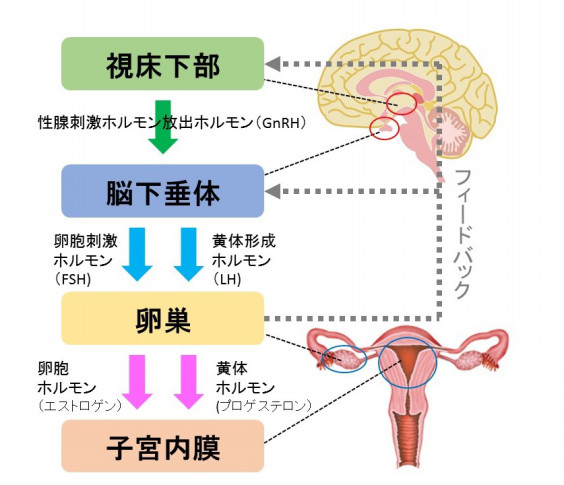 美しさのまとい方 女性ホルモン Botanical Muse