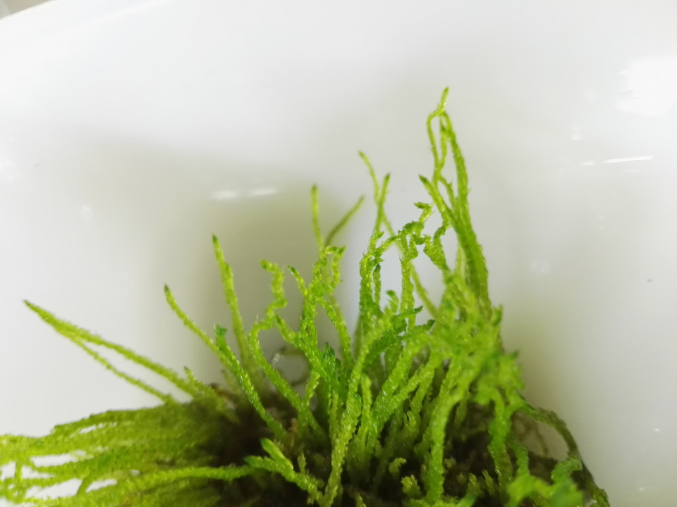 ハイゴケ水中化 その後 苔 S Ownd