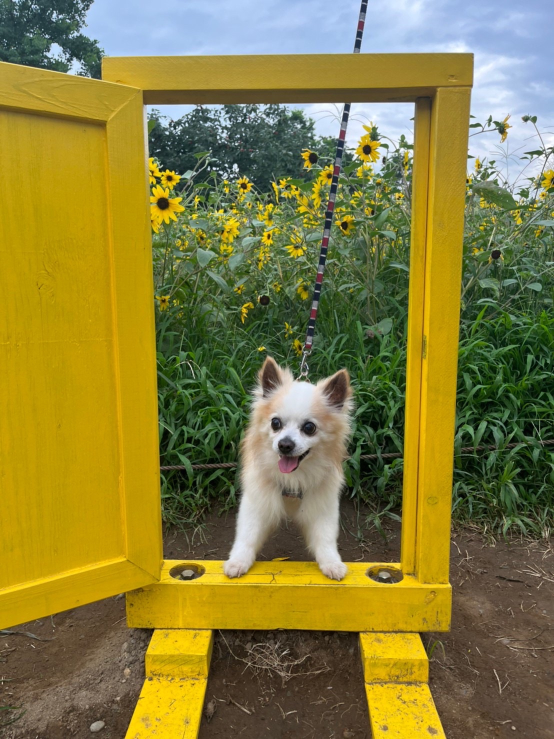最近のレオン レオンな生き方