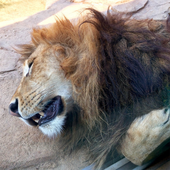 サービス旺盛なライオン 千葉市動物公園 ココにちょびっと