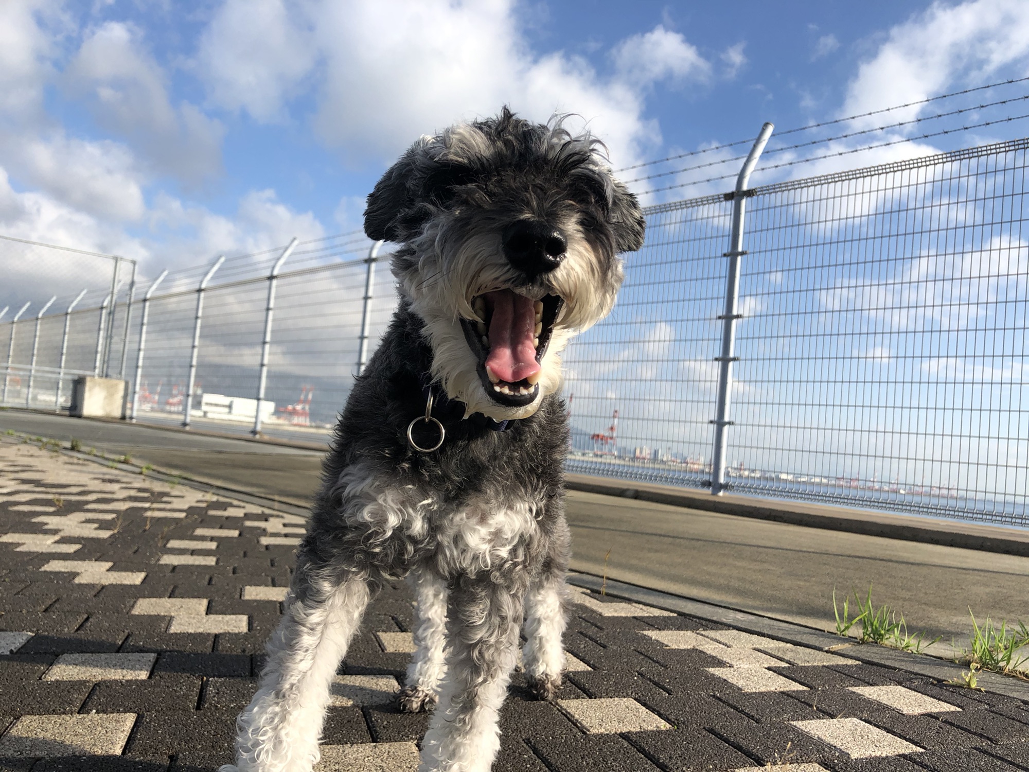 ウィンちゃん♪ にくきゅう。