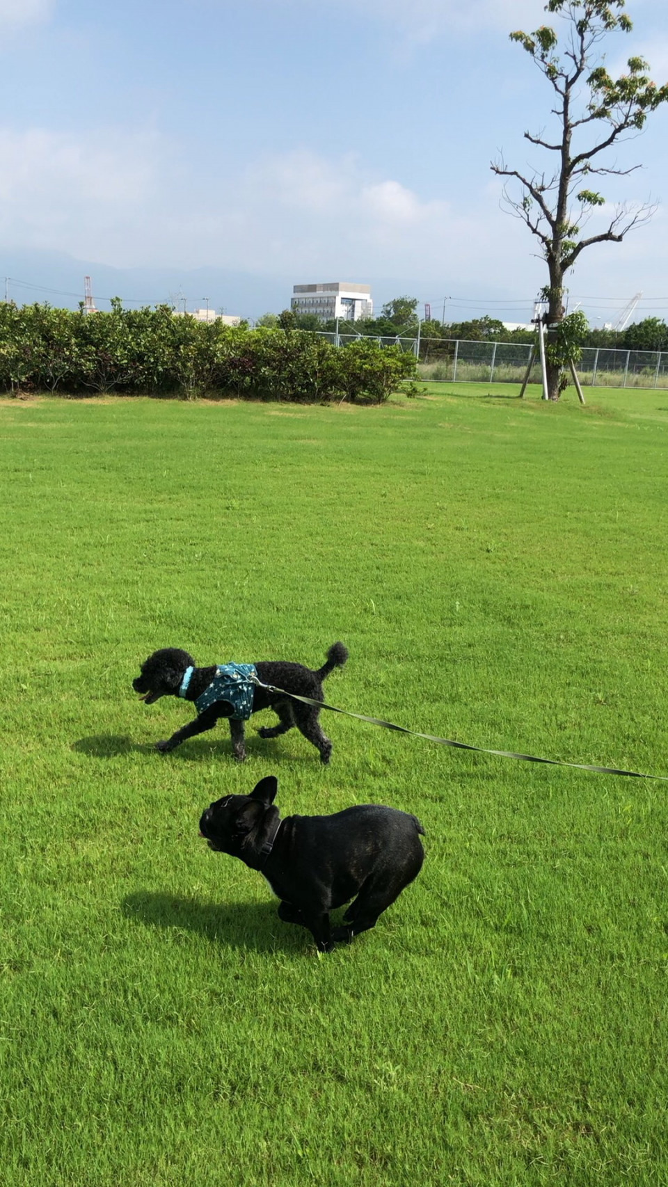 はるまちゃん にくきゅう