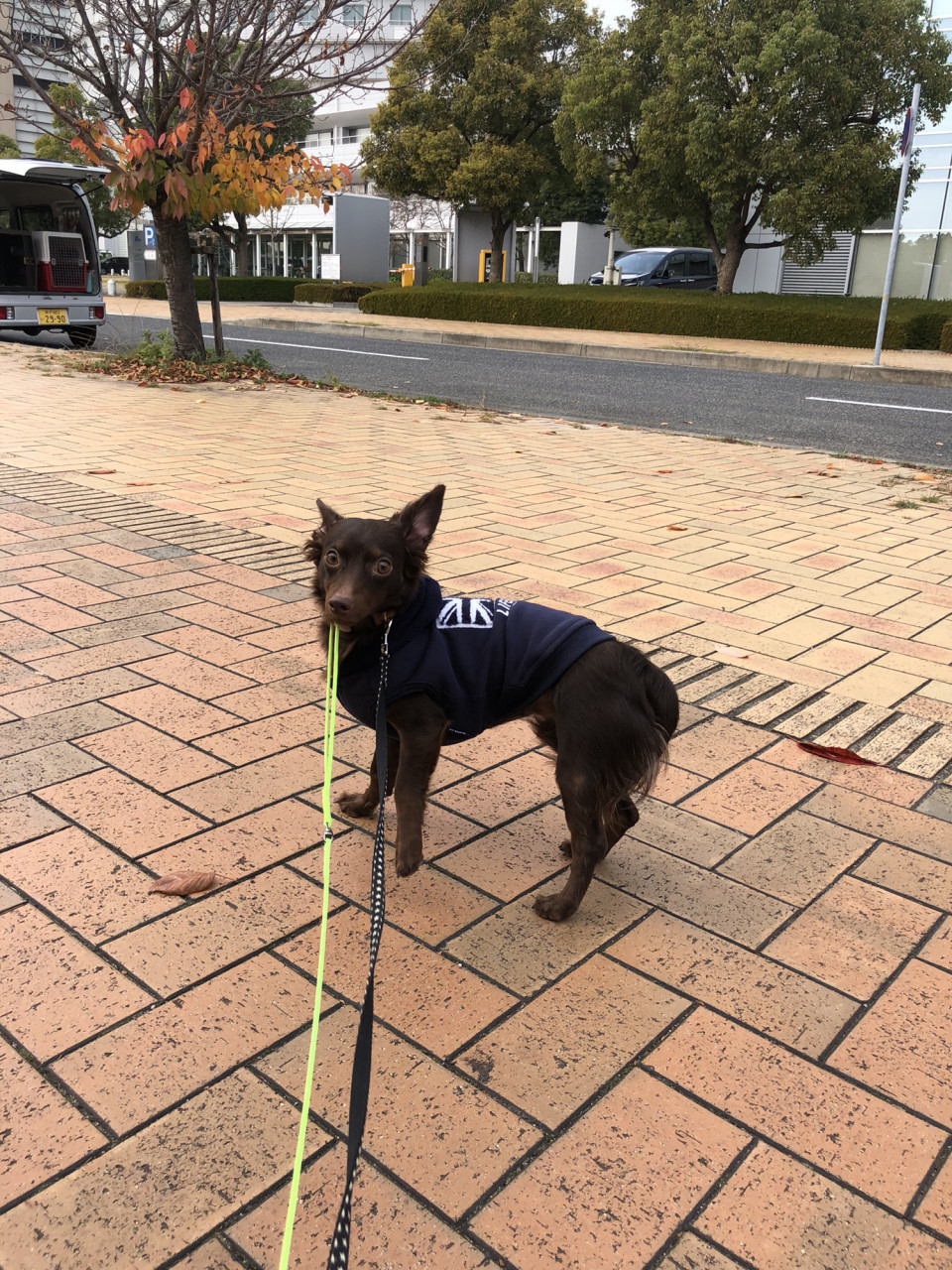 メルクルちゃん にくきゅう