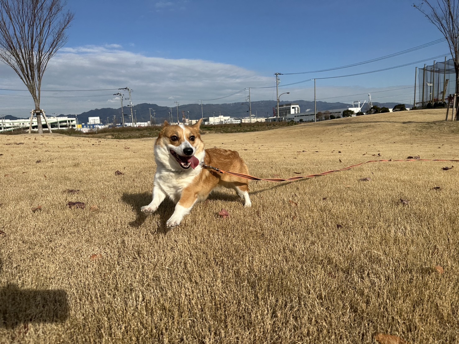 こむぎちゃん♪ | にくきゅう。