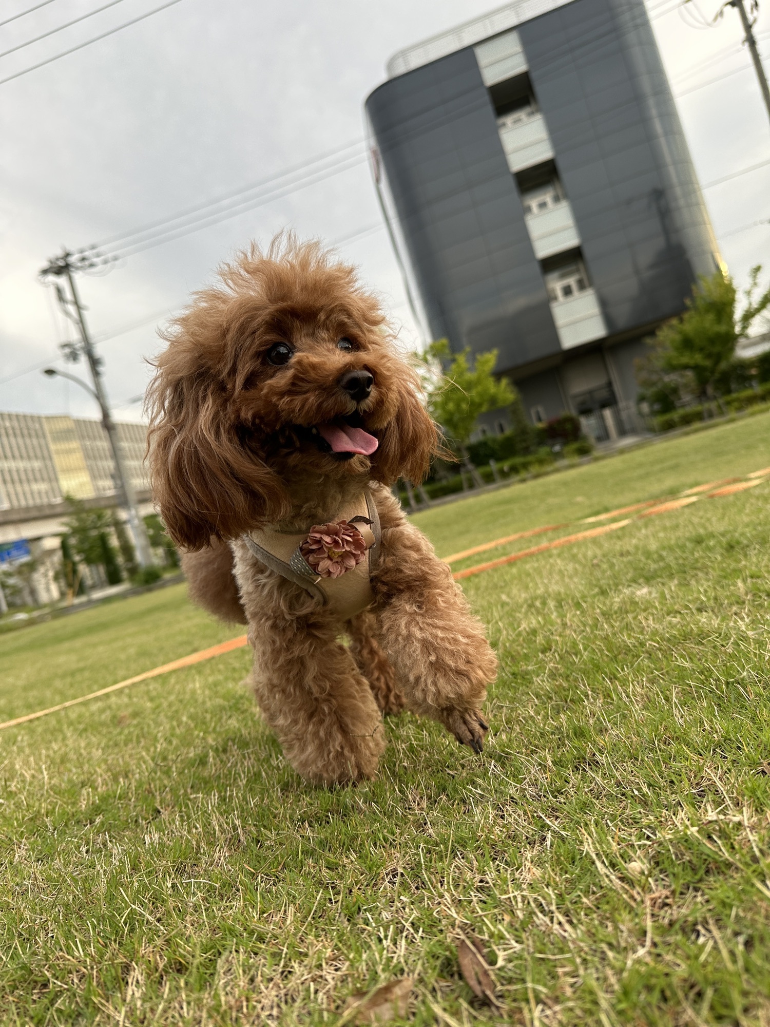 チャコちゃん♪ にくきゅう。