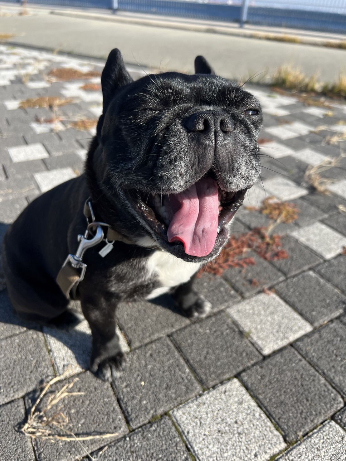 ルーシーちゃん♪ にくきゅう。