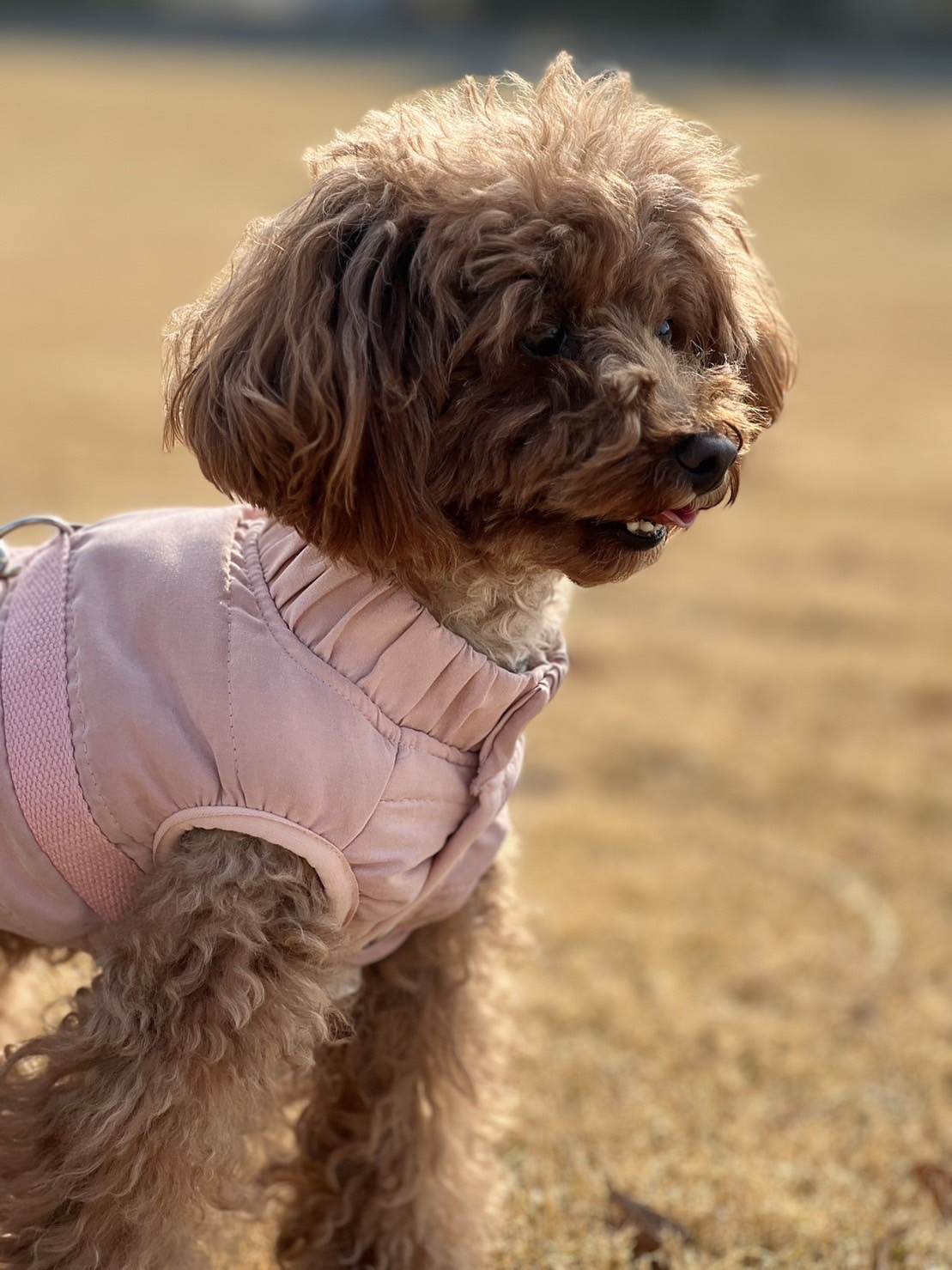 チャコちゃん♪ にくきゅう。