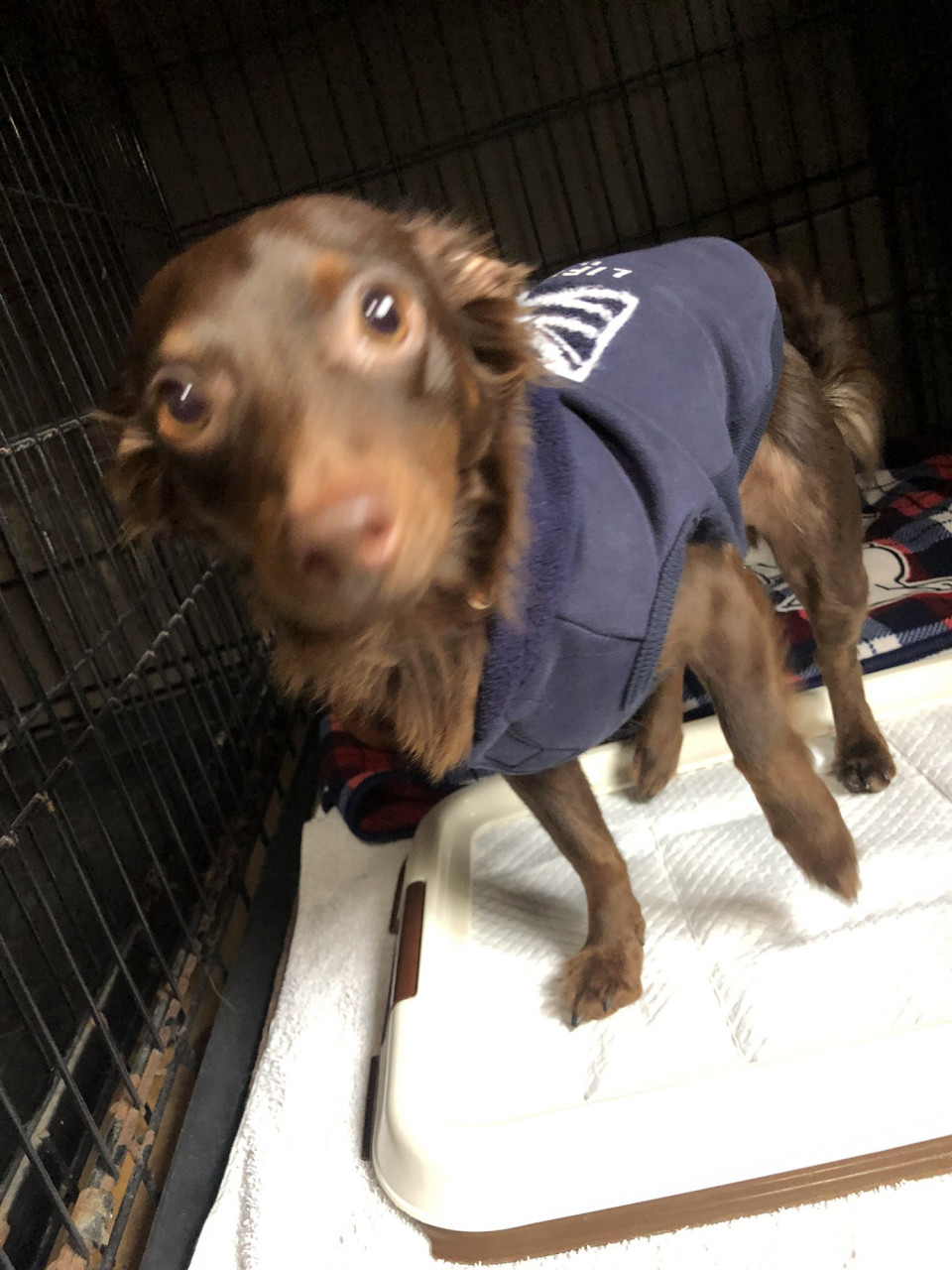 メルクルちゃん にくきゅう