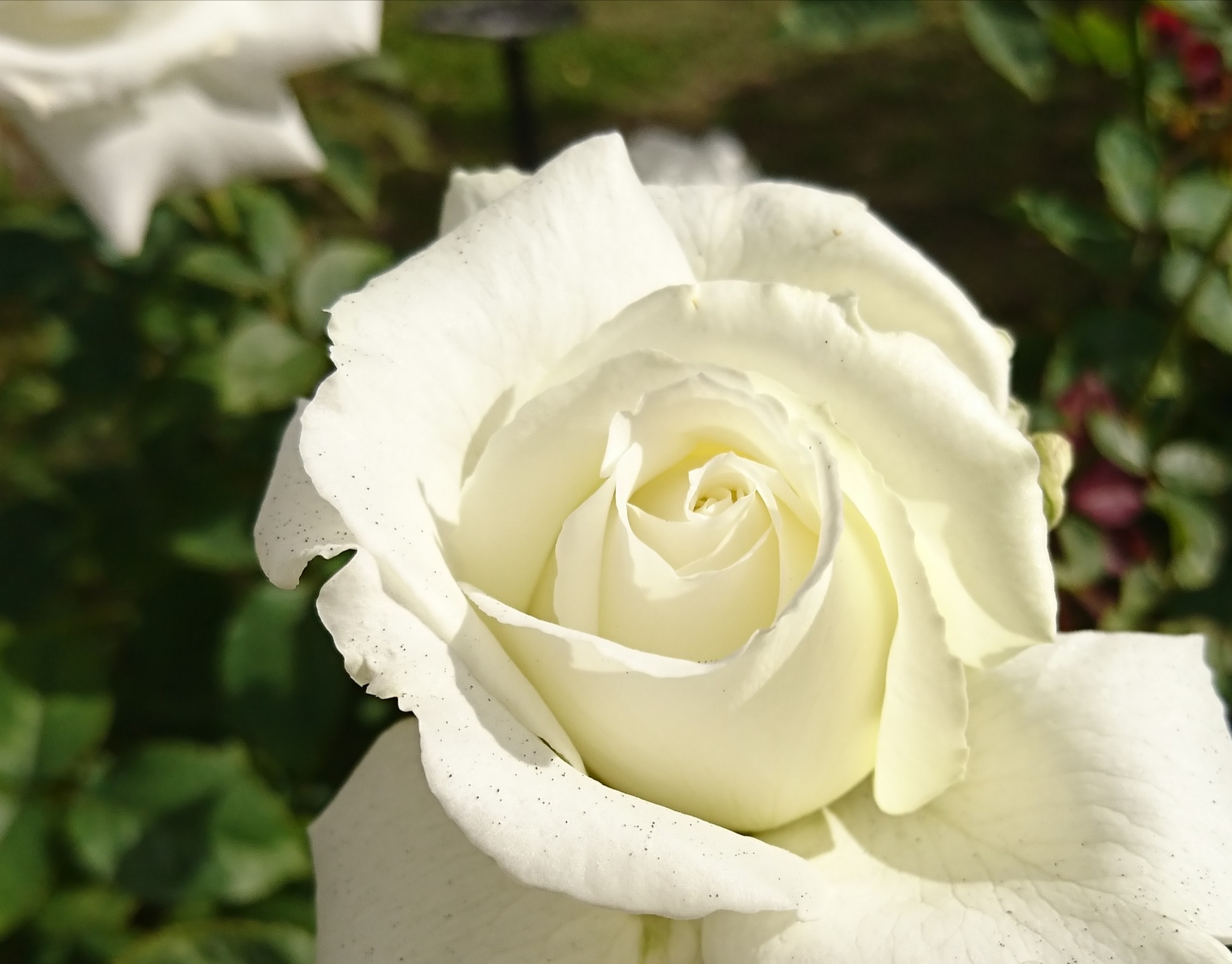 ヨハネパウロ 2世 バラの香りのメッセージ