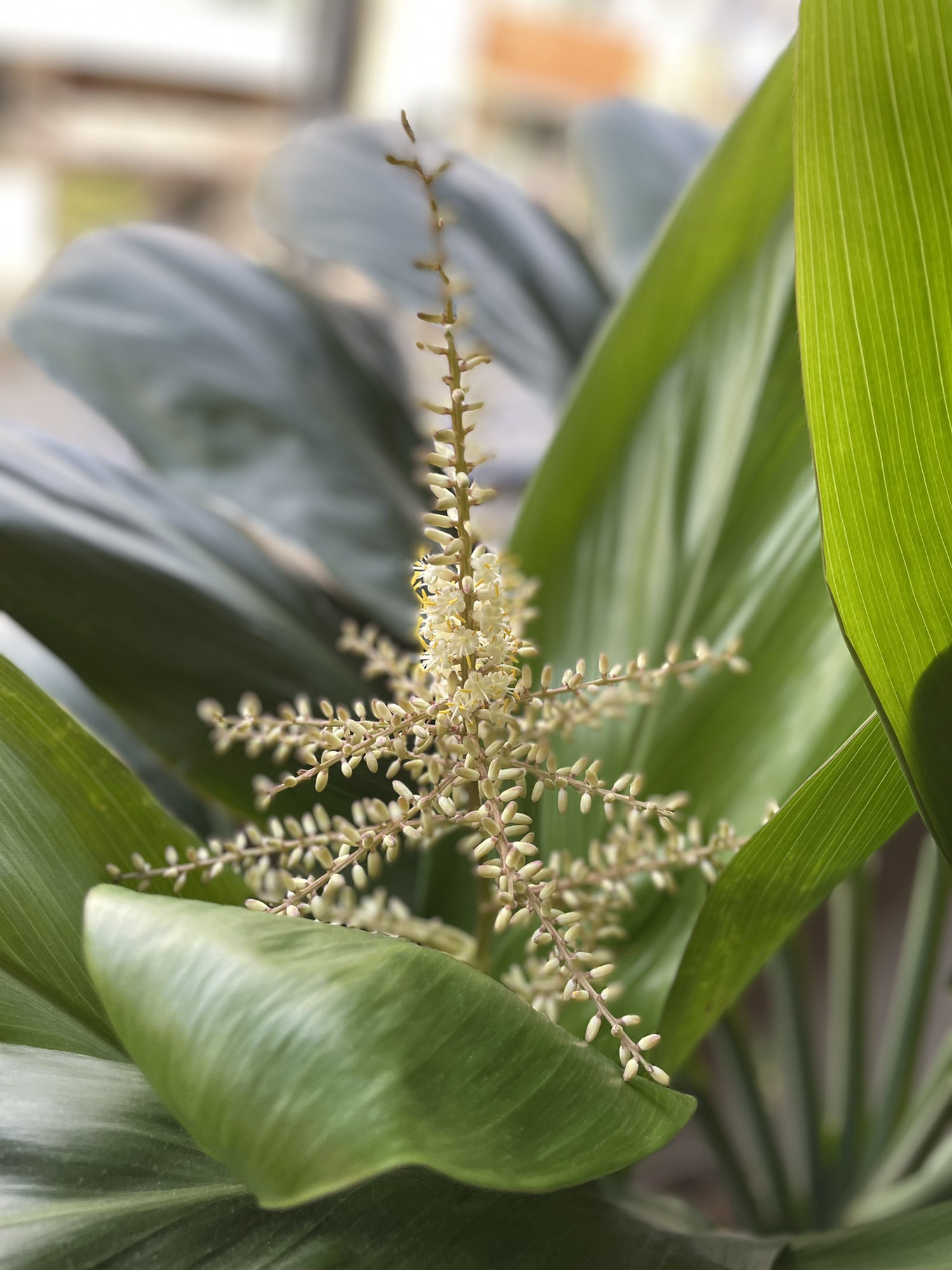 ティーリーフ 観葉植物　大きい　葉　約40cm ティーリーフ 観葉植物 大きい 葉 約40cm