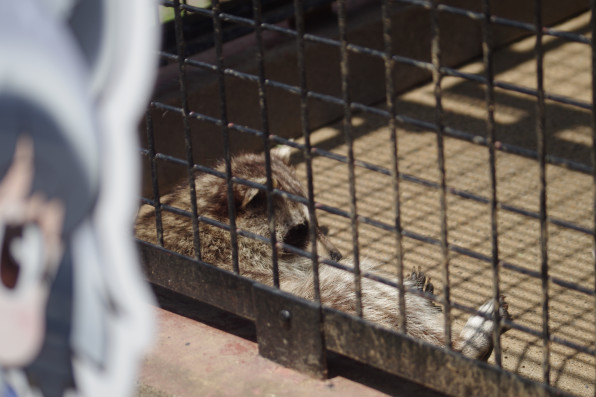 東武動物公園 けものフレンズコラボ せいぶつへいきと写真