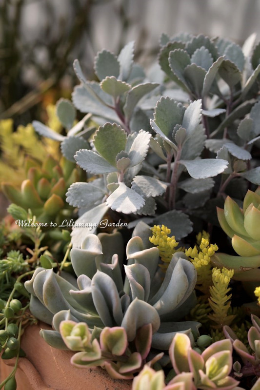 新築祝いのオーダー品 Liliumaya Garden 新築祝いのオーダー品 Liliumaya Garden