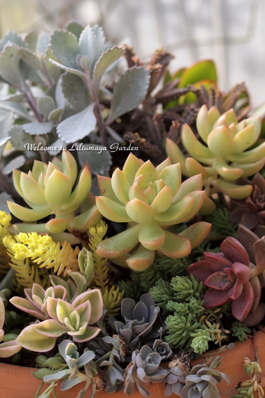 新築祝いのオーダー品 Liliumaya Garden 新築祝いのオーダー品 Liliumaya Garden