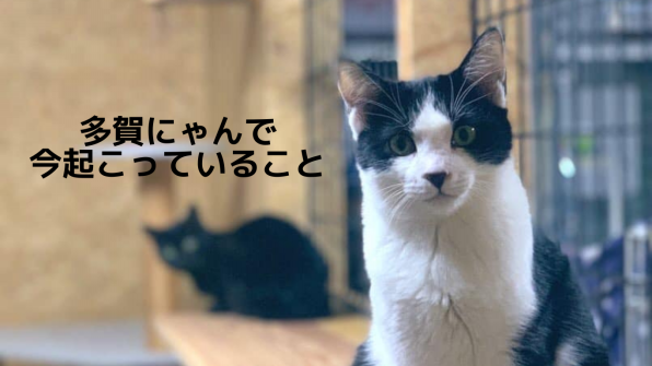 多賀にゃん