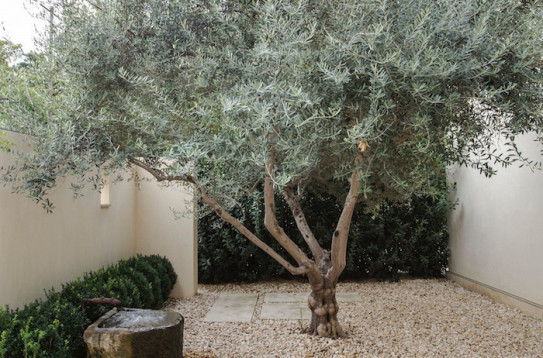 オリーブの鉢植え方法 Olive Olive Online