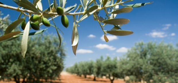 Q 接ぎ木と挿し木ってどう違うの Olive Olive Online