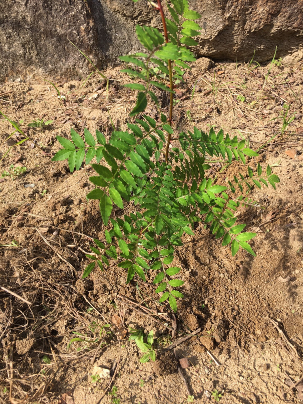 山椒の植え替え ヘルシーショップペガサス