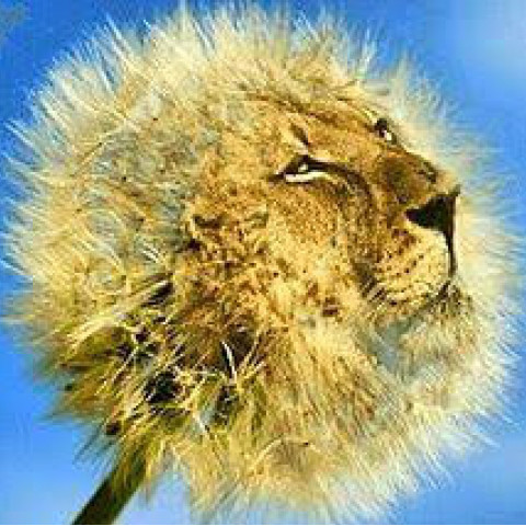 ダンデライオン タンポポ 不死鳥の如く何度も再認識されるハーブ 薬の千夜一夜物語 ダイエット編