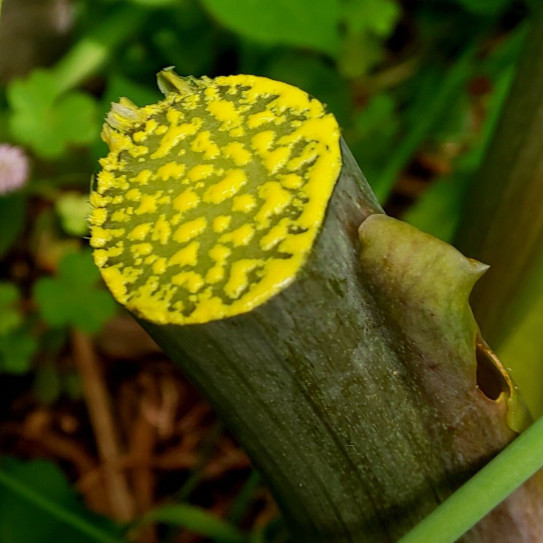 明日葉 アシタバ 育て方楽チン 効能 効果 栄養素が凄い R Style Works