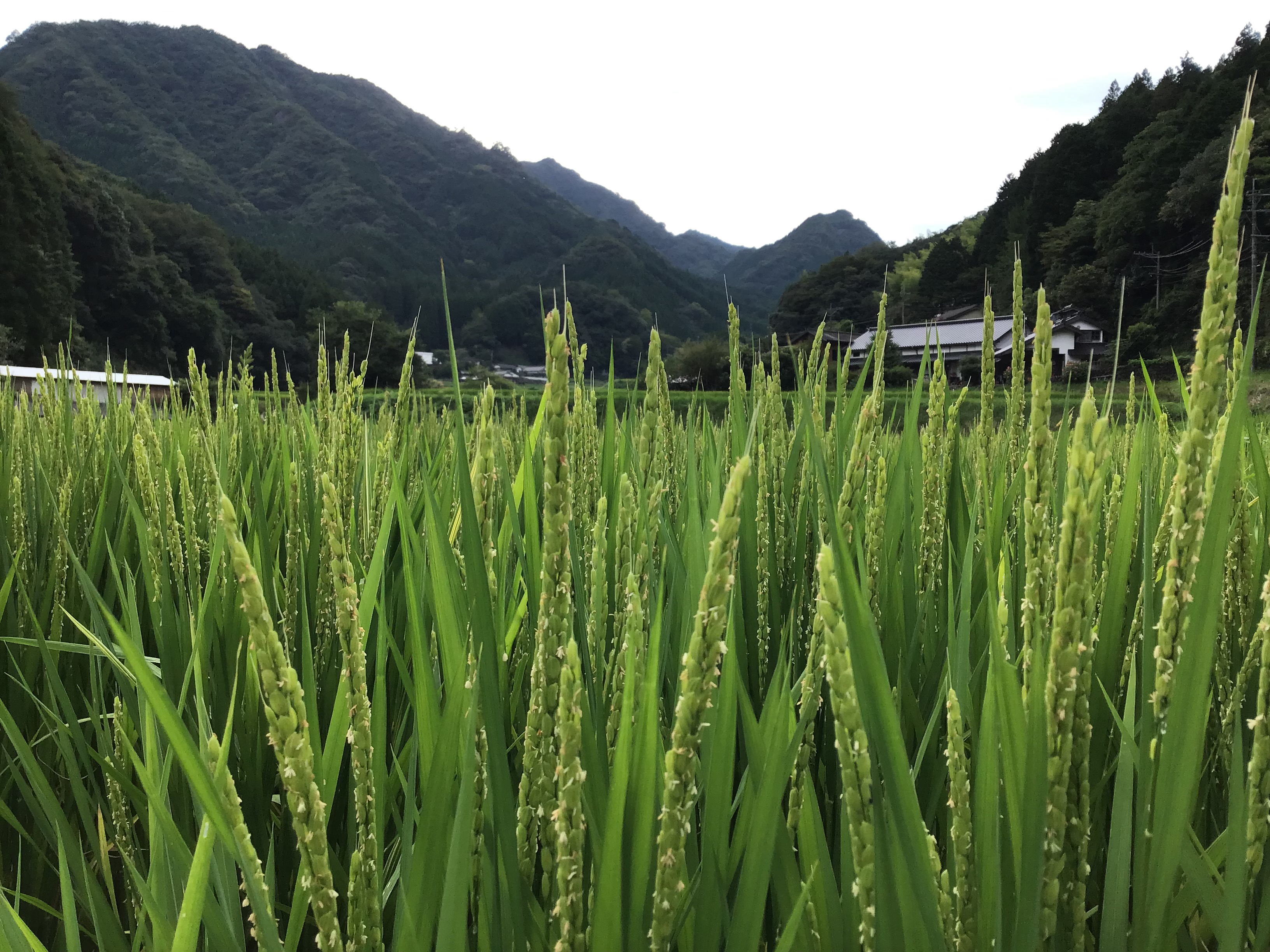 商品 | 樋桶の郷