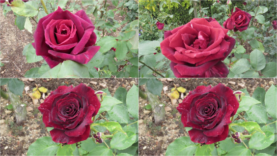 薔薇 黒真珠 Soulman S Ownd 薔薇 黒真珠 Soulman S Ownd