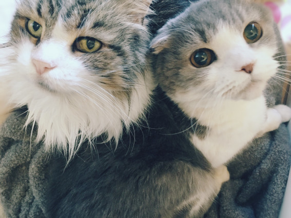 猫には嫌なところがまったくない エス ティ ワイ Sty