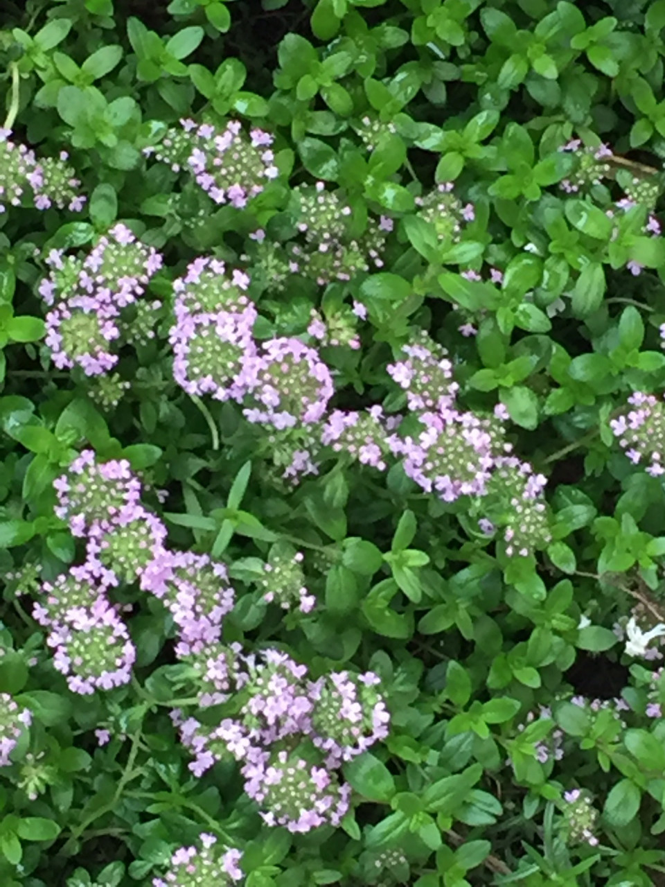 イブキジャコウソウとクリーピングタイム ぐら S Garden