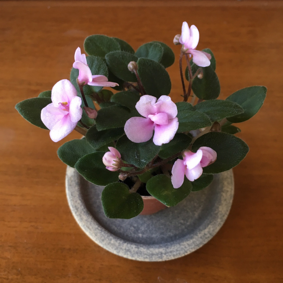 セントポーリア姫 どんな姫かドキドキ インドアさっこ セントポーリア姫 どんな姫かドキドキ インドアさっこ