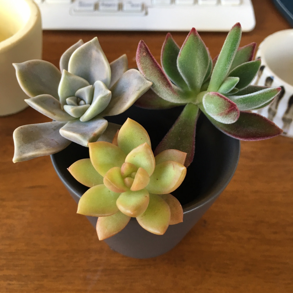 今居る植物たちの 意味 を調べてみた 花言葉 風水 インドアさっこ 今居る植物たちの 意味 を調べてみた 花言葉 風水 インドアさっこ
