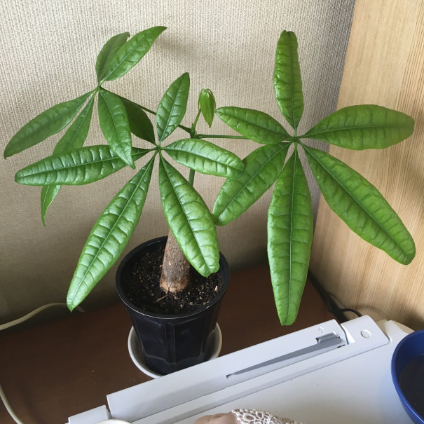 今居る植物たちの 意味 を調べてみた 花言葉 風水 インドアさっこ