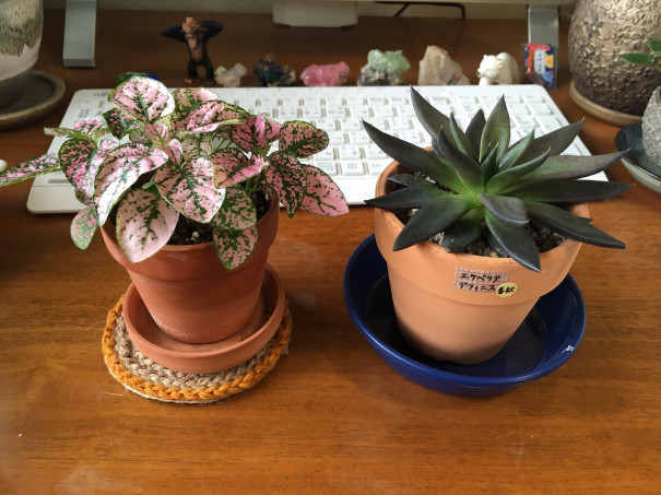 鉢底石とハイポネックス キュートを買ってみた話 インドアさっこ