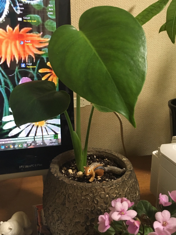 手持ちのフィギュアと植物を合わせてみた話 インドアさっこ