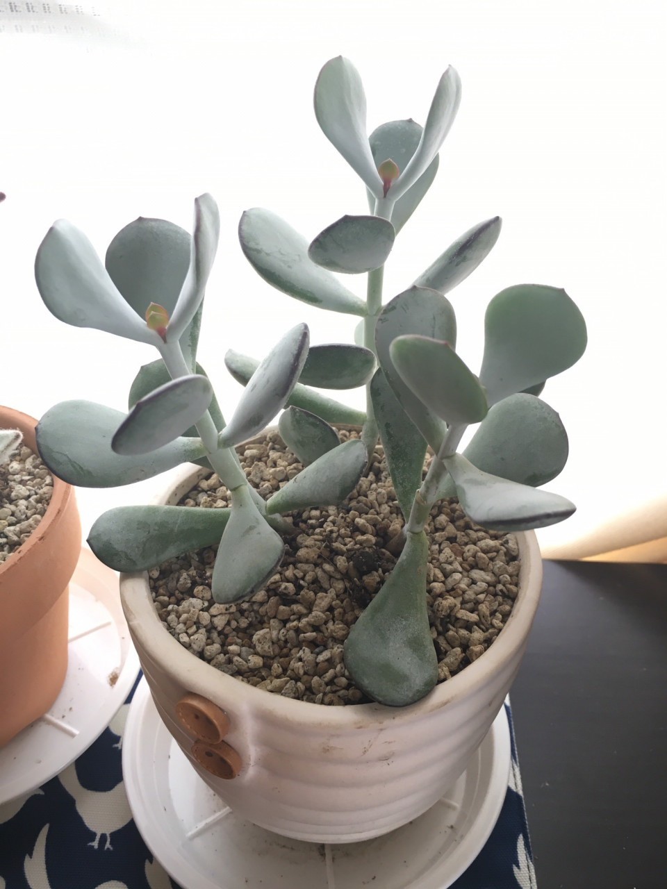 今居る植物たちの 意味 を調べてみた 花言葉 風水 インドアさっこ 今居る植物たちの 意味 を調べてみた 花言葉 風水 インドアさっこ