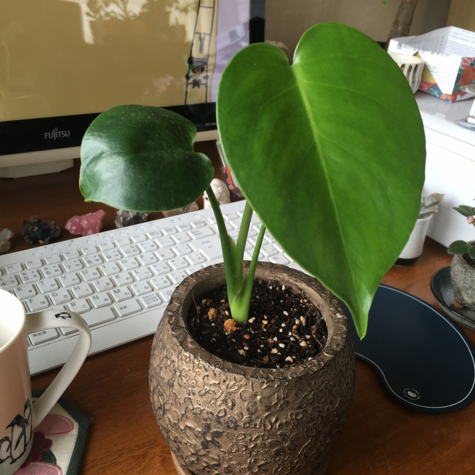 今居る植物たちの 意味 を調べてみた 花言葉 風水 インドアさっこ