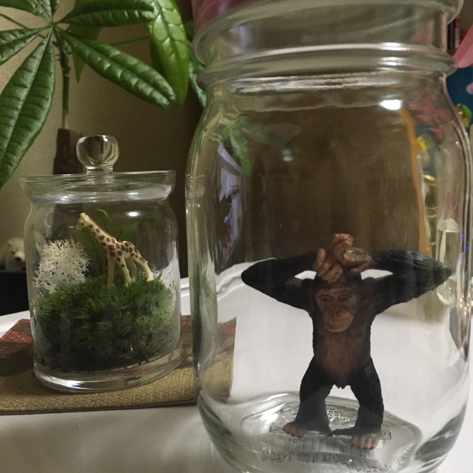 セリアで 苔テラリウム試作のため 瓶を買ってみた話 インドアさっこ セリアで 苔テラリウム試作のため 瓶を買ってみた話 インドアさっこ