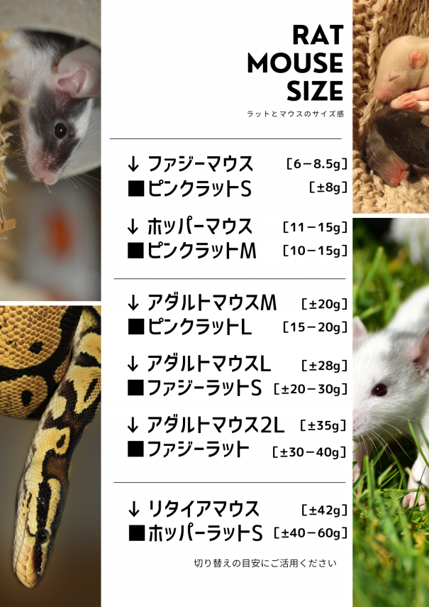 冷凍ラットRfarm