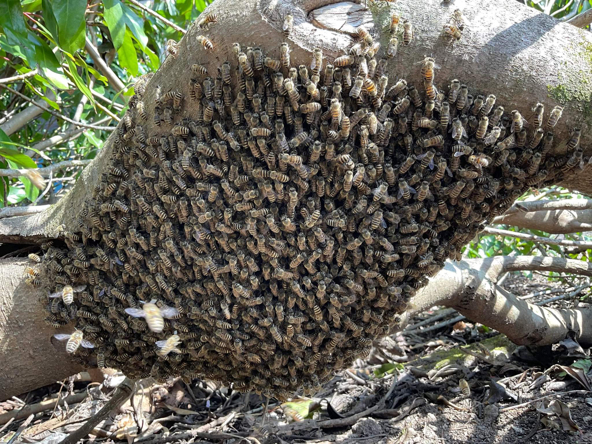 黄蜂有多少个品种？-马蜂有几种?