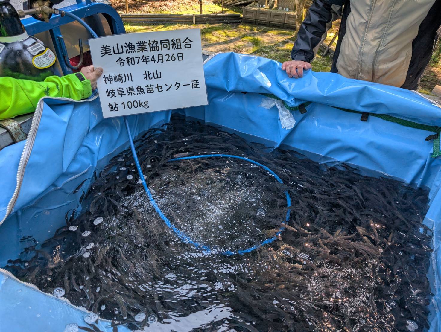 2025鮎解禁日は6/8(日) | 美山漁業協同組合