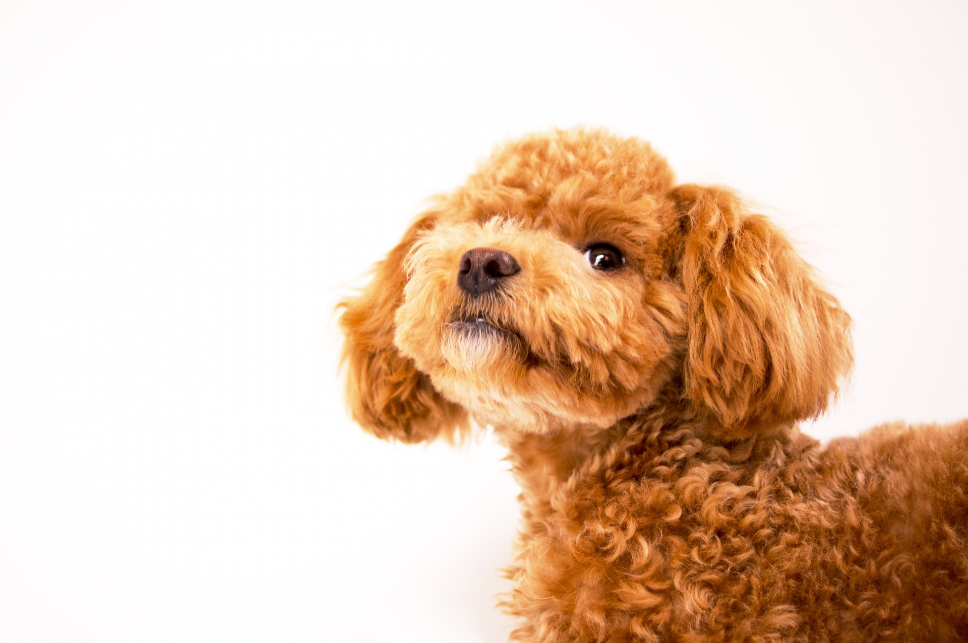 ペットホテル DOG CHANCE