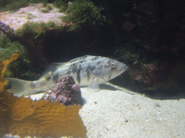 バードサンドバス Barred Sand Bass Biology Is Fun