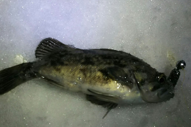 調子に乗る銭函の死神 モケモケ釣り釣り