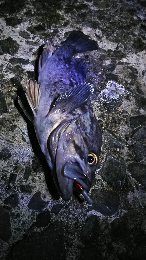 小樽で数日ぶりの夜釣り モケモケ釣り釣り