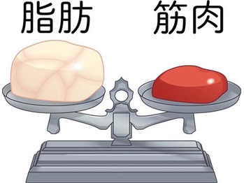 筋肉と脂肪の重さと大きさの違いのお話 | GLEENGYM 牛込神楽坂店